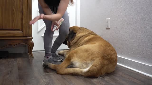 HUGE 200lbs Mastiff turns into a beached whale