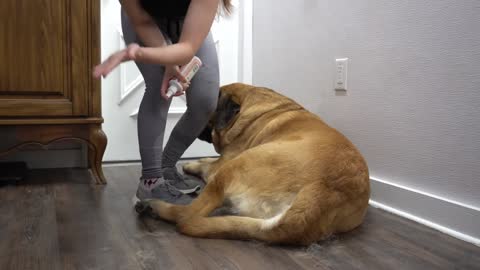 HUGE 200lbs Mastiff turns into a beached whale