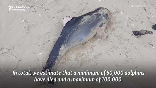 Tens Of Thousands Of Dead Dolphins Among Environmental Casualties Of Ukraine War