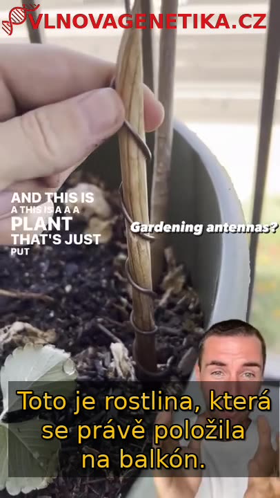 Zahradnické Techniky Elektrokultury