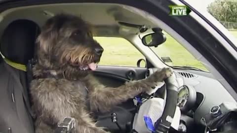 Dogs have learnt to drive a car.