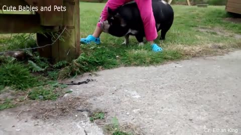 Funny Different Animals Chasing and Scaring People