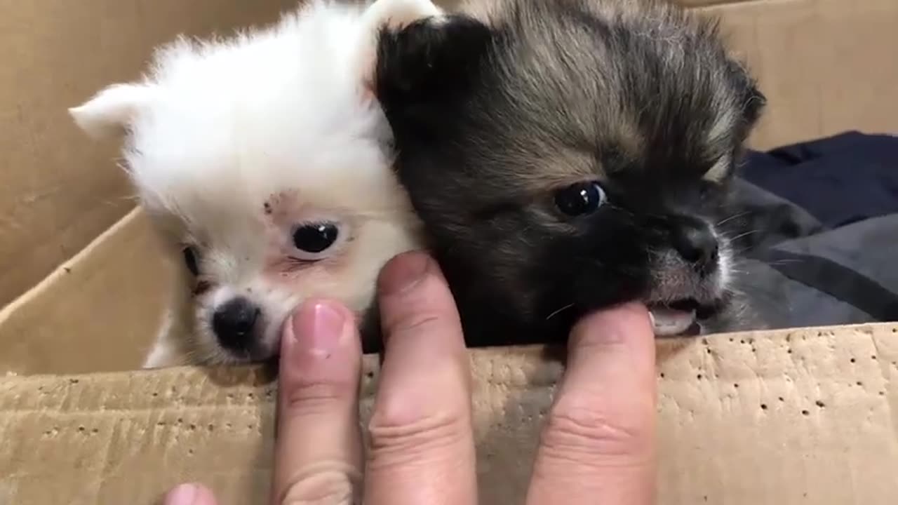 Cats And Dogs 2023 🐱🐶 | Funniest Dogs And Cats Fart Reaction | Fury Buddy