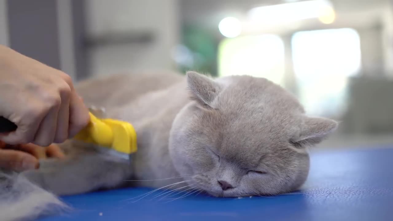 A beautiful kitten with orange eyes - to bathing and grooming
