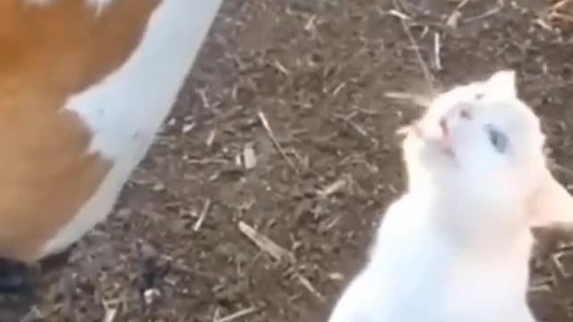 cute cats |animals funny moment |try to don't lough