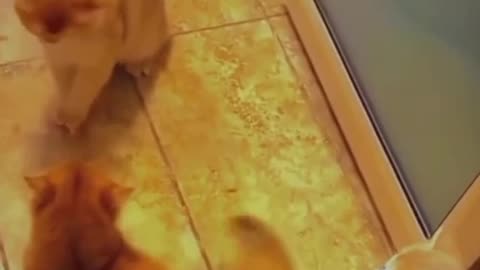 Cat Learning Boxing Skills To Fight
