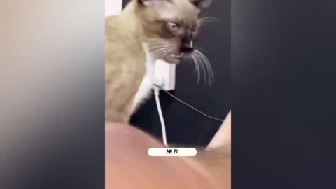 Cat funny reaction🤣