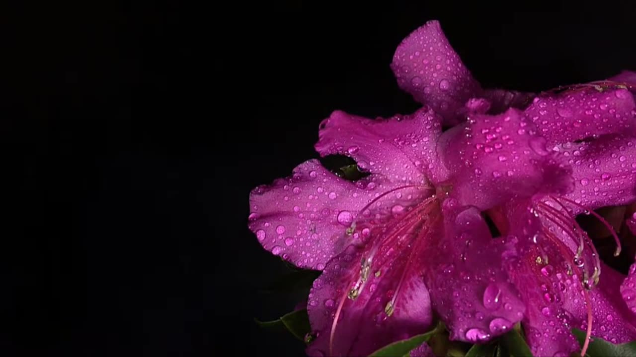 heavy rain and no thunderstorm sounds for sleeping rain sounds forest cabin