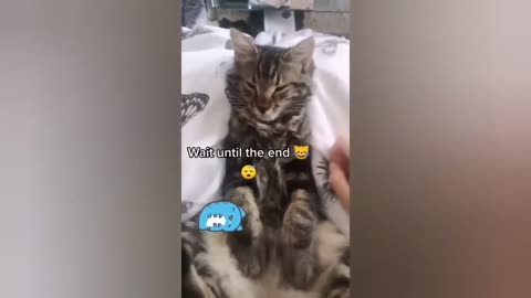 HOUR FUNNY CATS COMPILATION 2022😂_ Funny and Cute Cat Videos😸 ! - 032