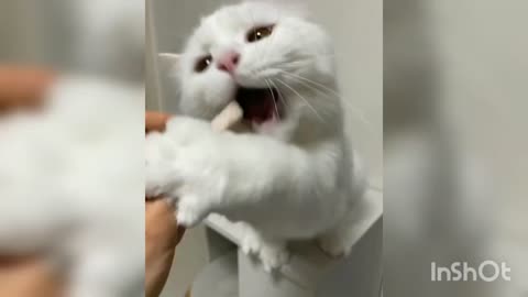 Best cat video#Funny Cat dog# Funny animals##activities 😹😂##April2023