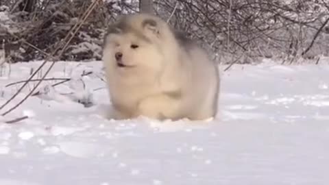 Cute and adorable Alaskan Malamute pets run and play😍 cute Puppies