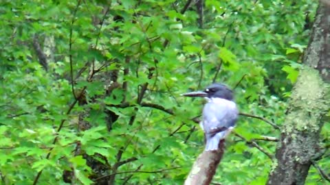 Kingfisher