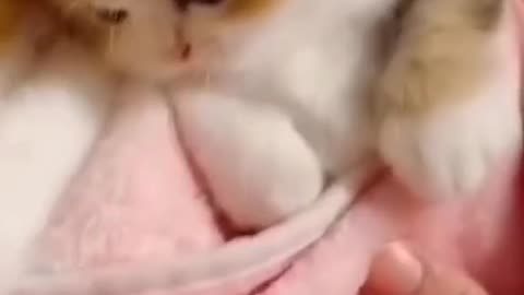 Cute and funny cat video.