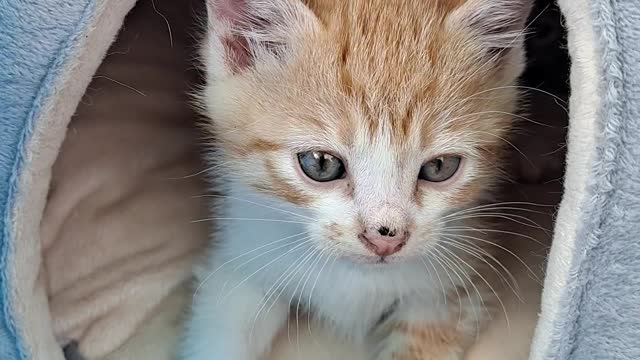 Cute Kitten