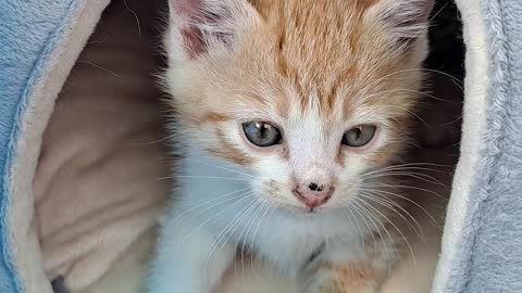 Cute Kitten