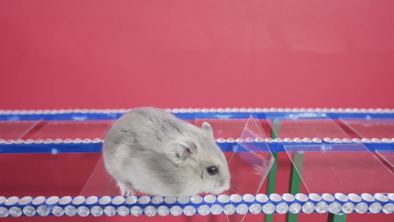 Squid game hamster maze