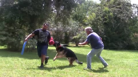 Dog training video