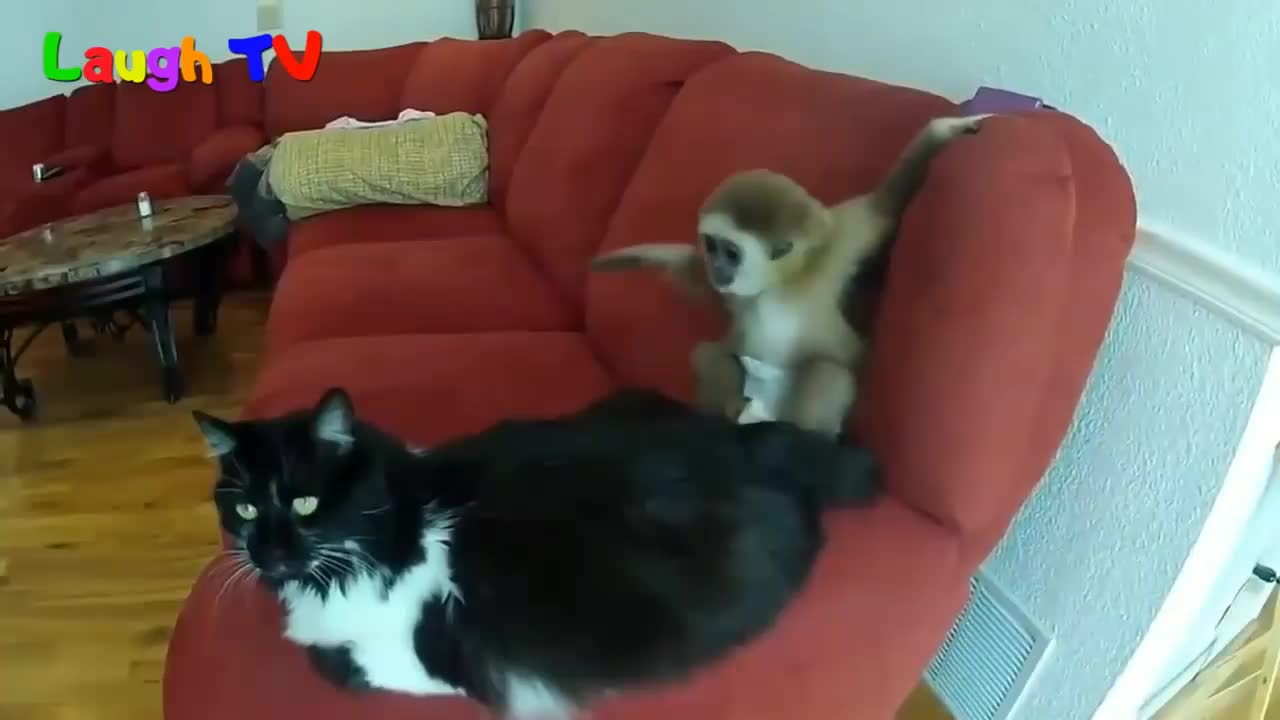 Funniest monkey playing with a cute cat... Part -2