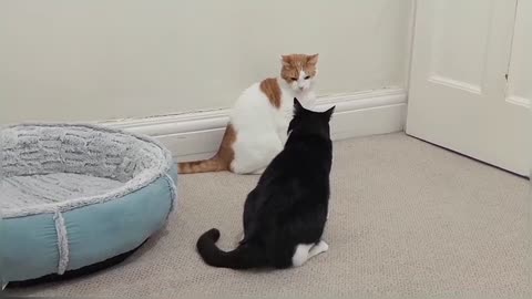 Cats Fight Over Bed