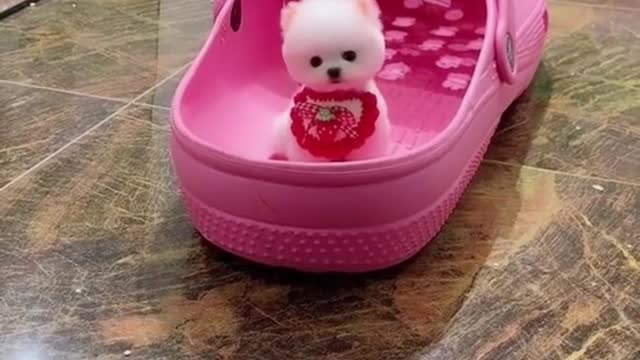 Dog in a huge slipper