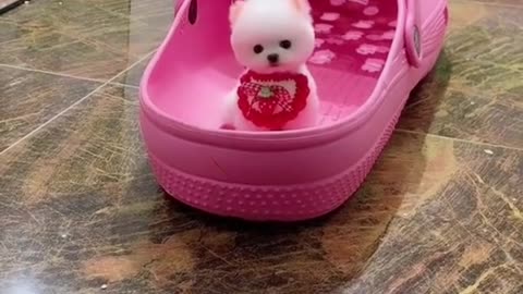 Dog in a huge slipper