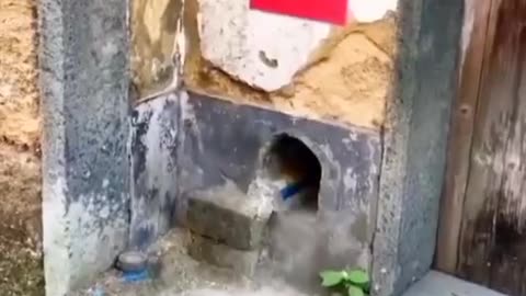 Funny animals video 😂