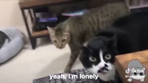Cats talking!!