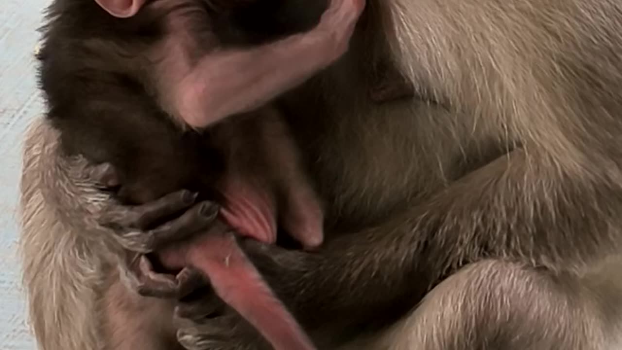 Cute baby monkey and mother