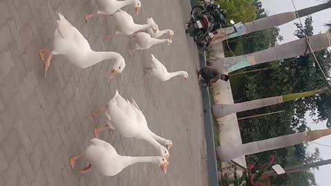 Group of duck bird