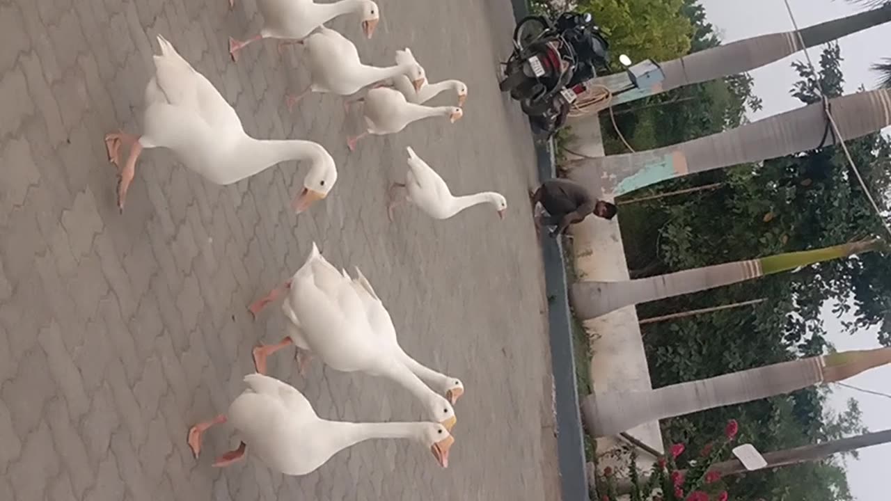 Group of duck bird