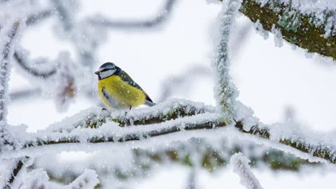 Bird Snow Blue Tit Plumage Winter Snowfal