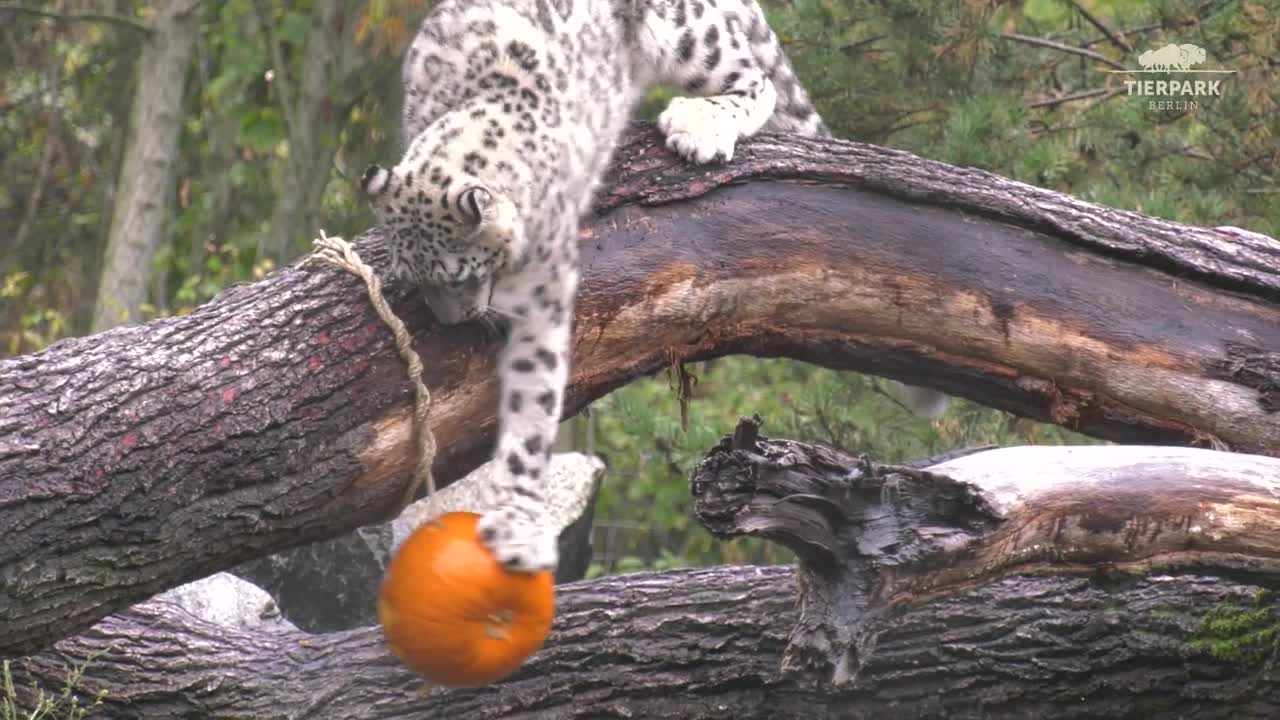 Schneeleopard spielt mit Kürbissen im Tierpark Berlin