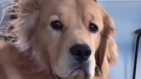 Comfort Dogs: What is Rule 1 of the Work Code?