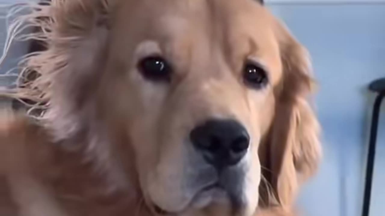 Comfort Dogs: What is Rule 1 of the Work Code?