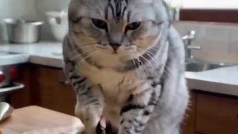Cat preparing a tasty meal 😋.