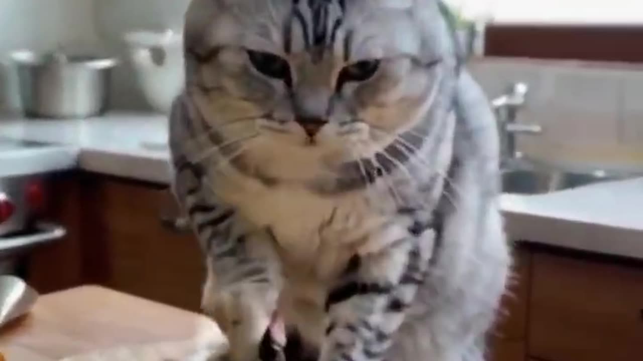 Cat preparing a tasty meal 😋.