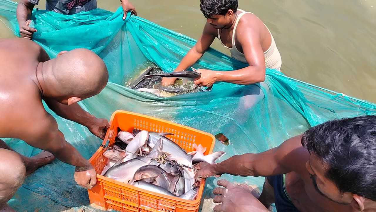 Harvesting of the Pangas fish 🐟🔥