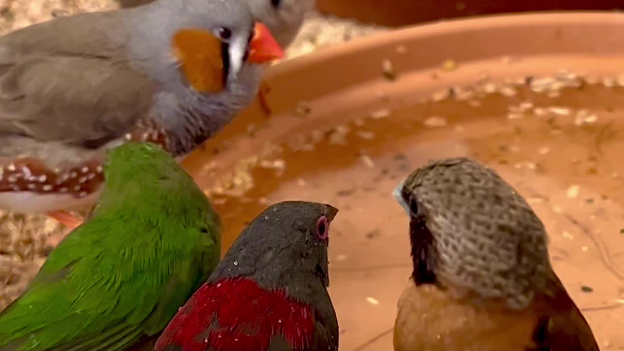 Finches bathing in indoor bird aviary