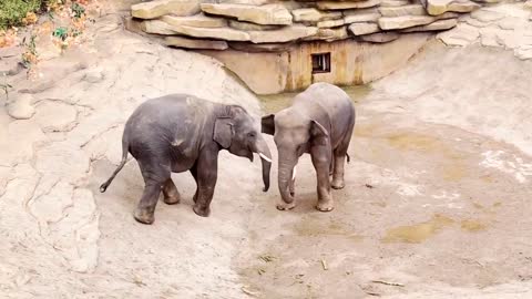 0:18 NOW PLAYING WATCH LATER ADD TO QUEUE Most Funny Wild Animal - Cutest baby Elephant Videos #