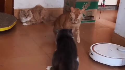 #puppycute #cutepuppy #cutecat #fyp The Best cats of 2022