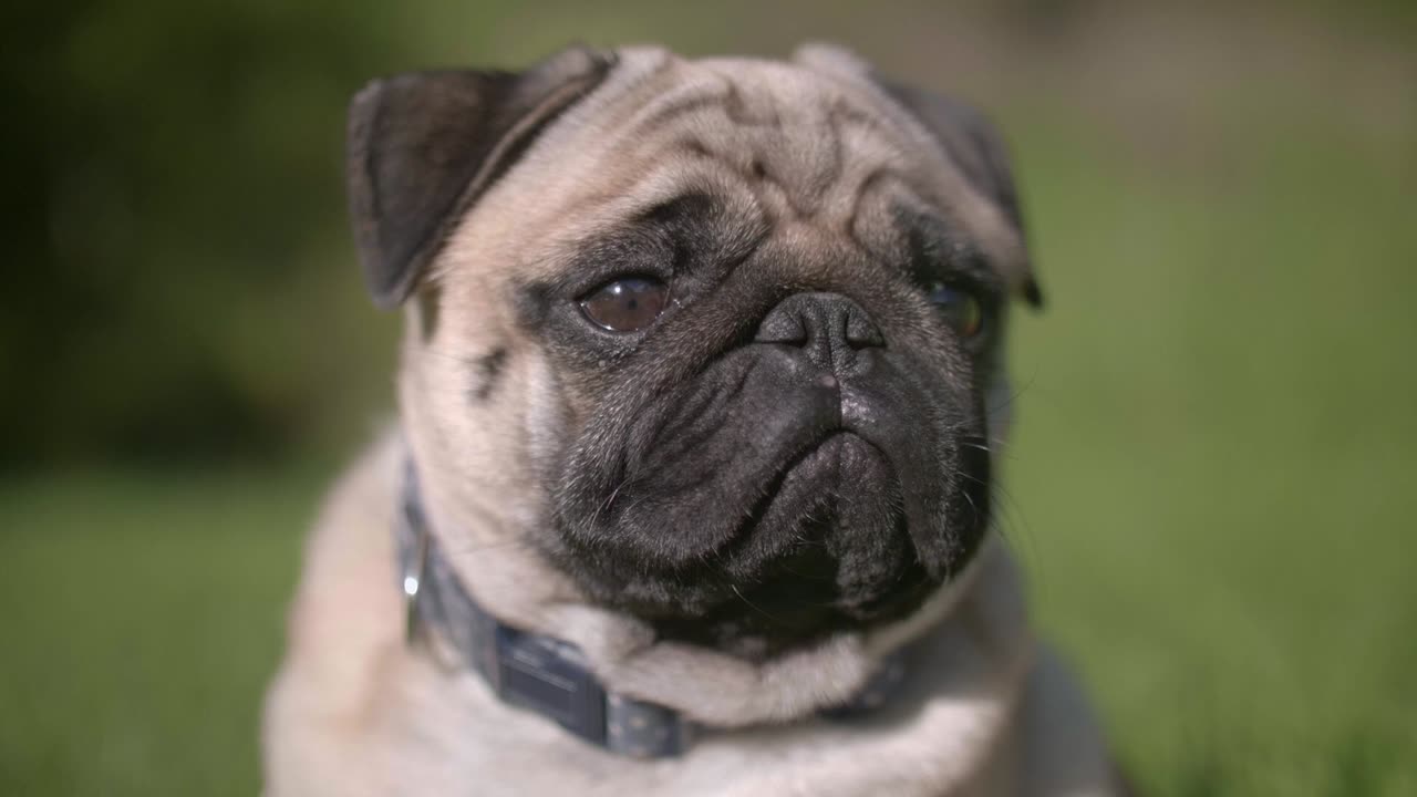 An Adorable Pug Barking