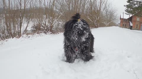 Cute Blck dog playing with snow || cute dog