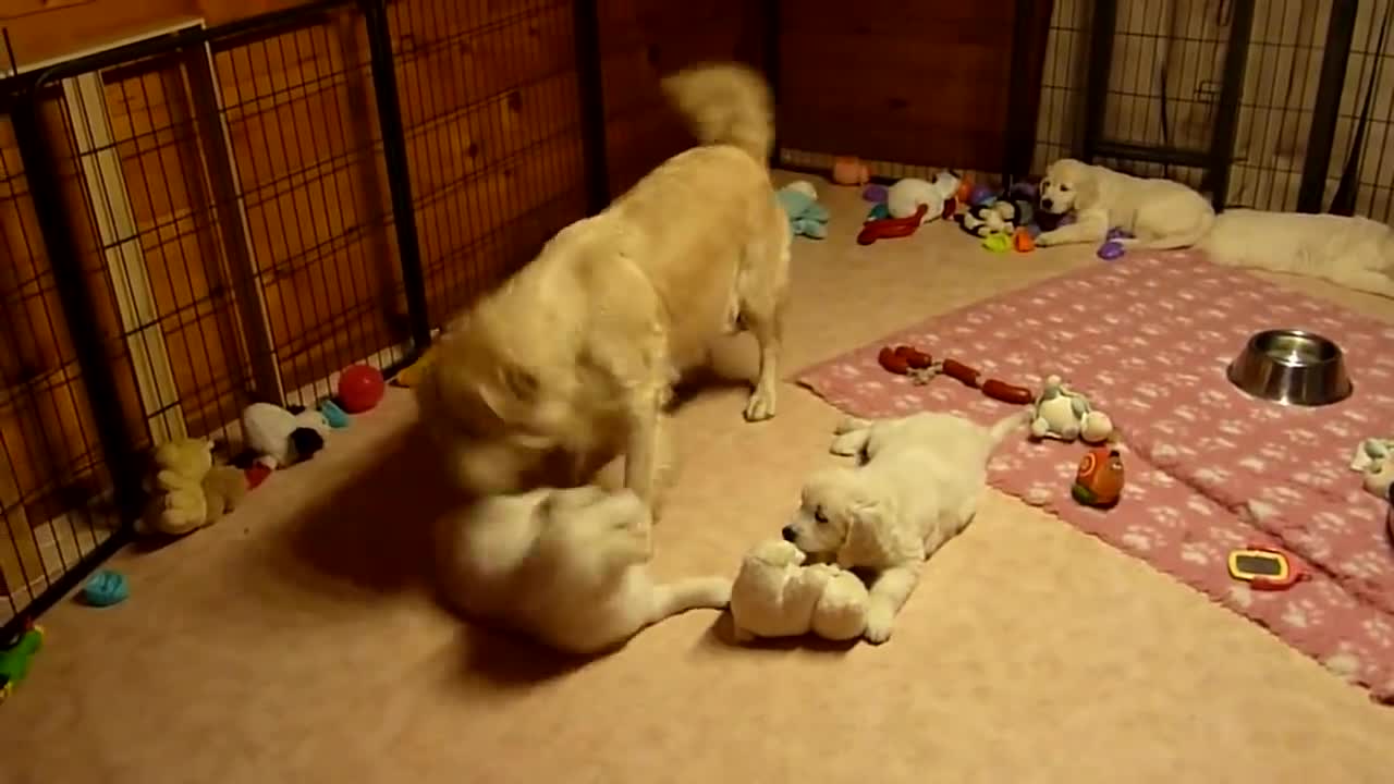 Golden Retriever Mum educating her puppies aged 7 weeks love