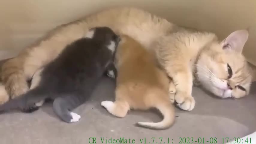Mom cat calls kitten to eat milk (cat voice and meowing)