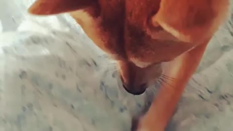 The dog is biting