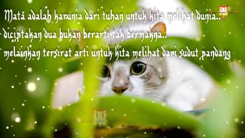 10 Indicators That Cats Love Us