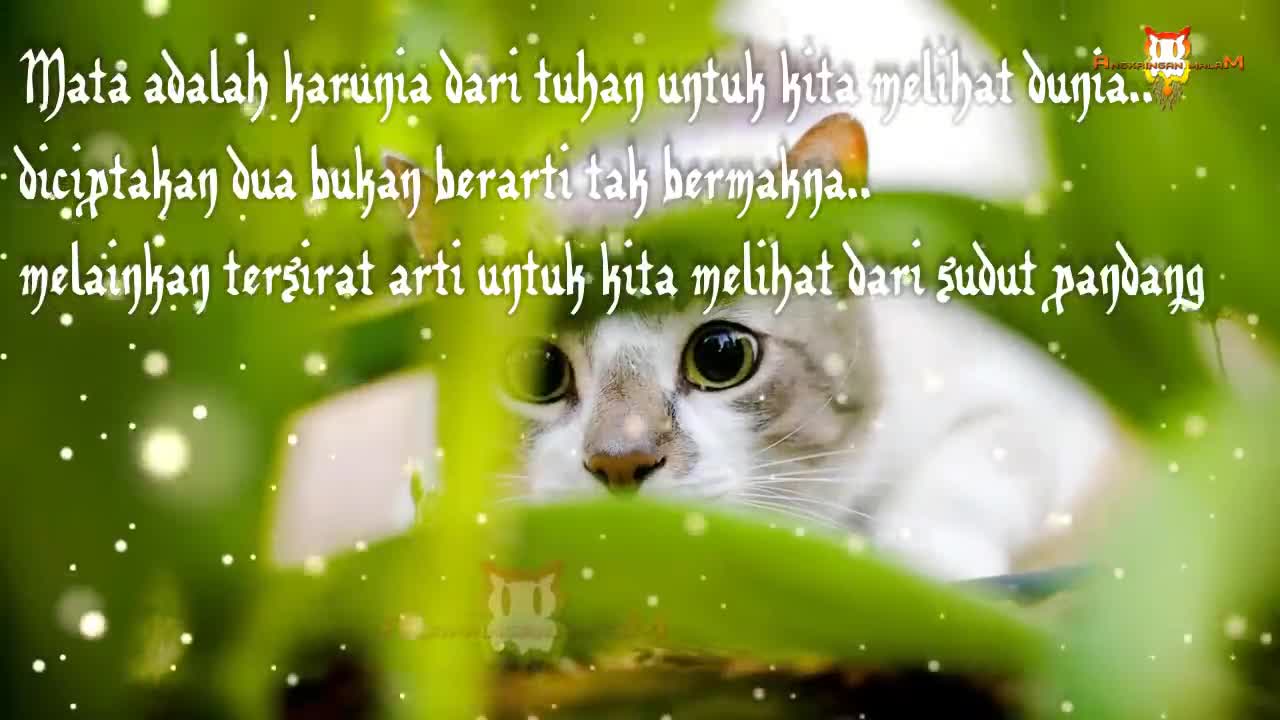 10 Indicators That Cats Love Us