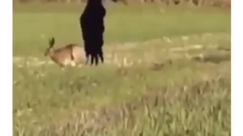 Rabbit Incredible Escape