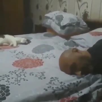 funny cat video 2