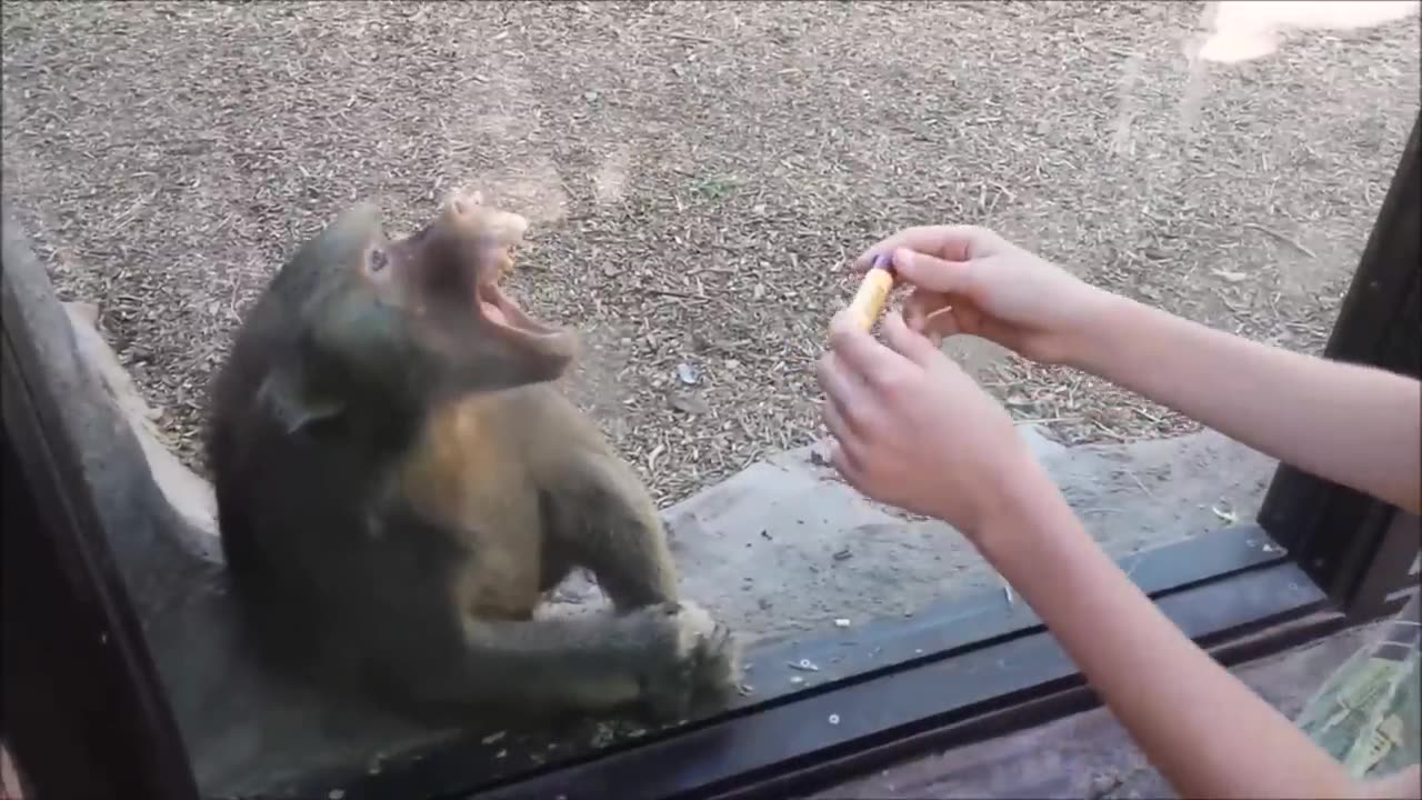 Monkeys react to magic